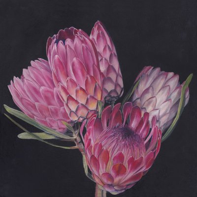 Exotische Rosa Proteas von Viccy Wanliss
