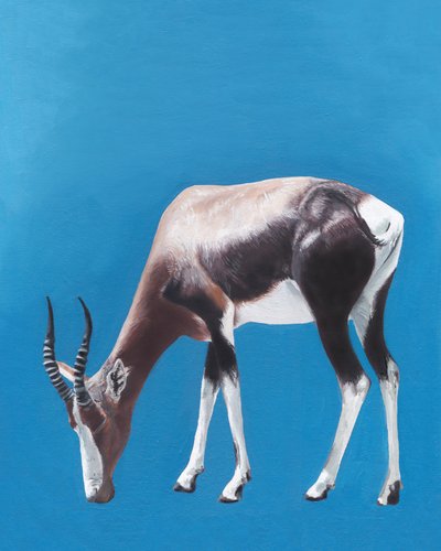 Weidende Bontebok-Antilope von Viccy Wanliss