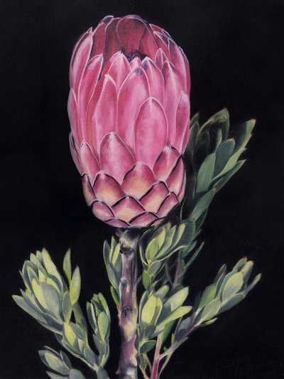 Lebendige rosa Protea von Viccy Wanliss