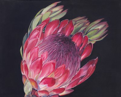 Lebendige Protea-Blüte von Viccy Wanliss