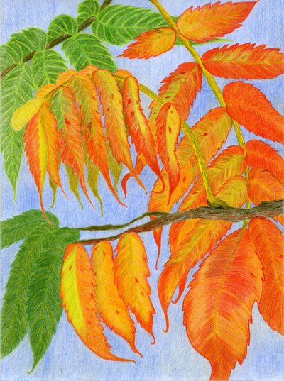 Lebendige Herbstblätter von Viktoriia Saunina