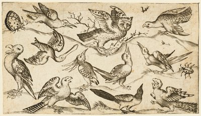 Elf Vögel und zwei Insekten auf minimalem Grund mit Eule mit ausgebreiteten Flügeln von Virgil Solis