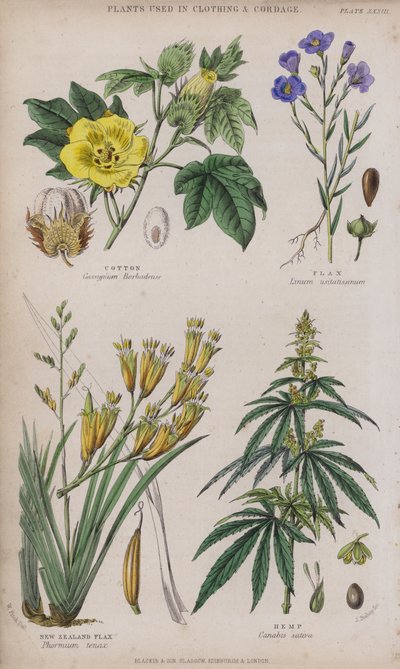 Baumwolle; Flachs; Neuseelandflachs; Hanf (farbiger Stich) von W. Fitch