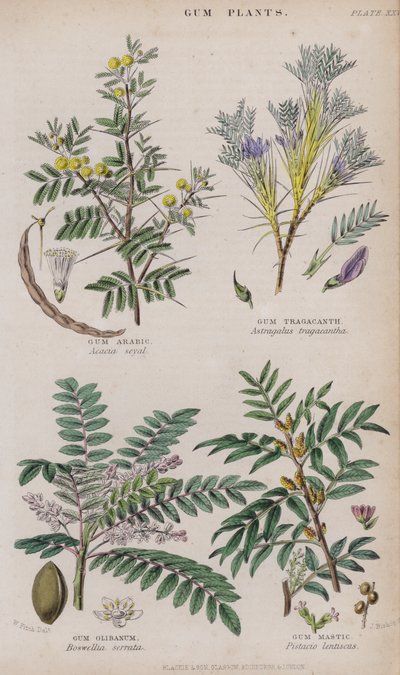Gummi Arabicum; Gummi Tragant; Gummi Olibanum; Gummi Mastix von W. Fitch