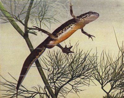 Fadenmolch, männlich, Molge palmata von W. J. Stokoe