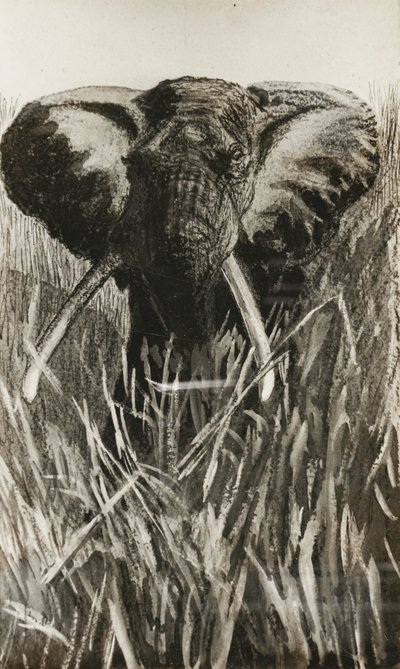 Afrikanischer Elefant von Walter D.M. Bell
