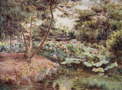 Kiefern und rosa Lotusblumen in Kofu von Walter Frederick Roofe Tyndale