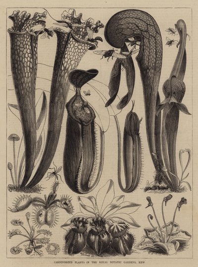 Fleischfressende Pflanzen in den Royal Botanic Gardens, Kew von Walter Granville Smith