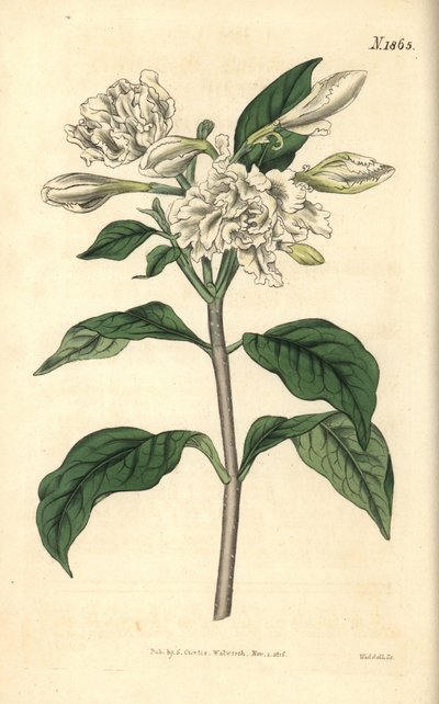 Krone des Nero - Windradblume, Tabernaemontana divaricata (Breitblättrige Oleander, Nerium coronarium). Handkolorierter botanischer Stich von Weddell aus John Sims