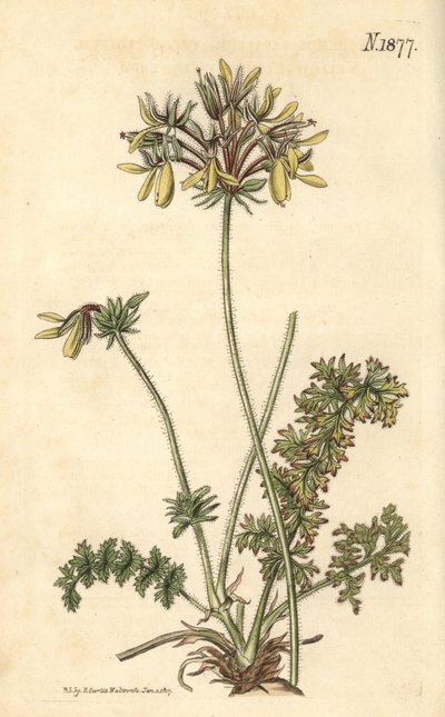 Floristen-Geranie - Pelargonium rapaceum var. luteum von Weddell Weddell