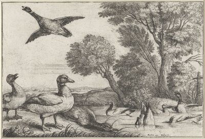 Enten von Wenceslaus Hollar
