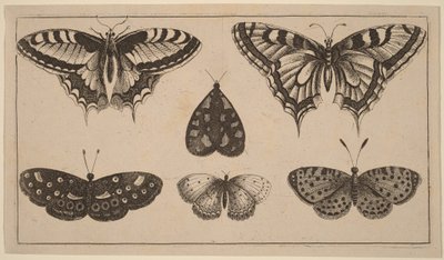 Fünf Schmetterlinge und eine Motte von Wenceslaus Hollar