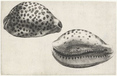 Schnecke, Cypraea tigris von Wenceslaus Hollar