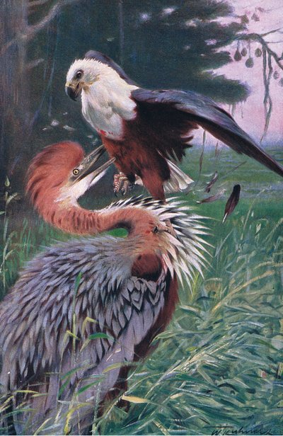 Riesenreiher und Seeadler, Illustration aus Wildlife of the World, ca. 1910 von Wilhelm Kuhnert
