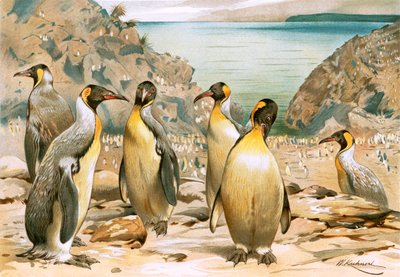 Riesenpinguine von Wilhelm Kuhnert