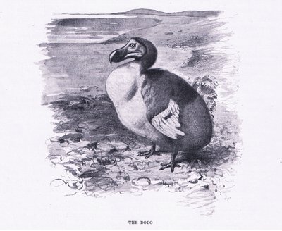 Der Dodo, Illustration aus Wildlife of the World, ca. 1910 von Wilhelm Kuhnert