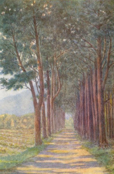 Tannenallee, 