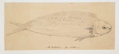 WD 961 f.24 von William Alexander