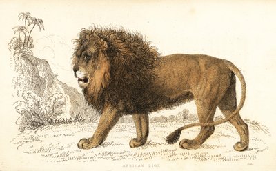 Afrikanischer Löwe, Panthera leo. Gefährdet von William Alexander Forbes