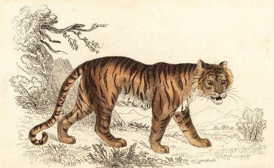 Bengalischer Tiger, Panthera tigris tigris, 1834 von William Alexander Forbes
