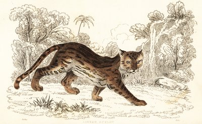 Margay, Leopardus wiedii catenata, 1834 von William Alexander Forbes