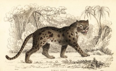 Sunda-Leopardkatze, Prionailurus bengalensis subsp. sumatranus von William Alexander Forbes