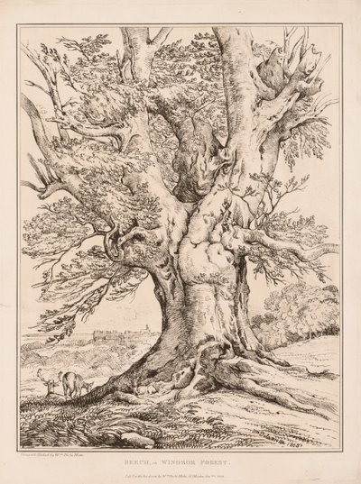 Buche im Windsor Forest, 1805 von William Alfred Delamotte