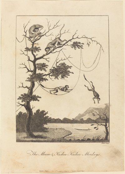 Die Mecoo- und Kisbee-Kishee-Affen von William Blake after John Gabriel Stedman