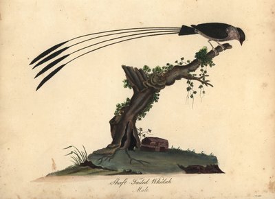 Schaftschwanzwitwe, Vidua regia. Handkolorierter Kupferstich einer Illustration von William Hayes und seiner Tochter M (Matilda) aus Portraits of Rare and Curious Birds from the Menagery of Osterly Park, London von William Hayes
