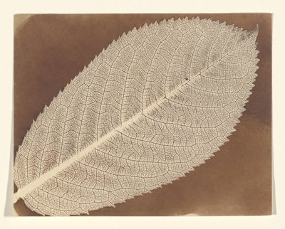 [Blatt] von William Henry Fox Talbot