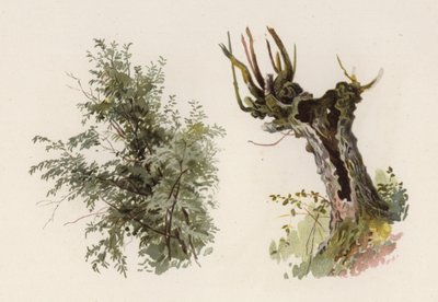 Bäume: Die Weide (Farblithografie) von William Henry James (after) Boot
