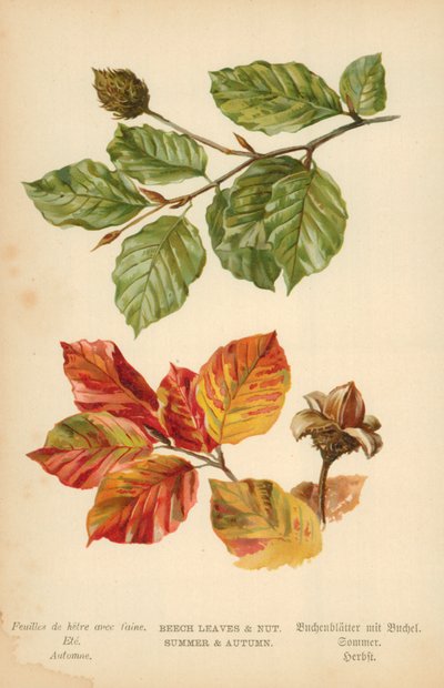 Buchenblätter und Nuss. Sommer und Herbst von William Henry James Boot