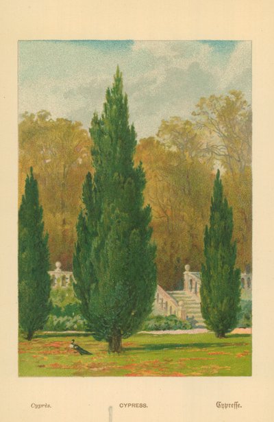 Zypresse von William Henry James Boot