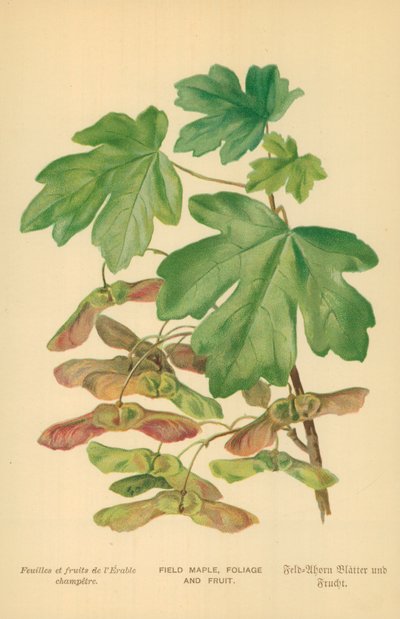 Feldahorn, Laub und Früchte von William Henry James Boot