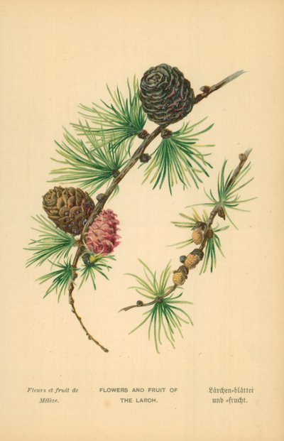 Blumen und Früchte der Lärche von William Henry James Boot