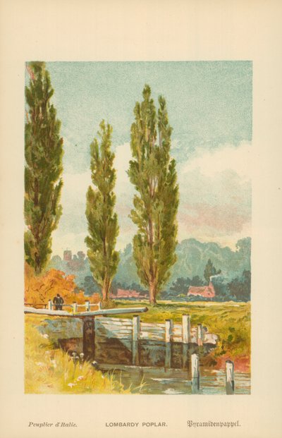 Lombardische Pappel von William Henry James Boot