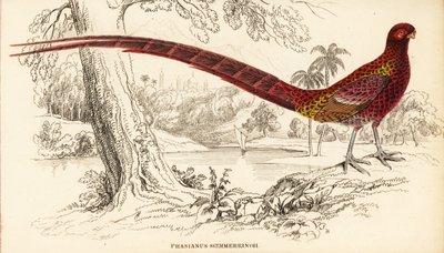 Kupferfasan oder Soemmerringfasan, Syrmaticus soemmerringii von William Home Lizars