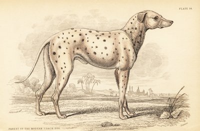 Elternteil des modernen Kutschenhundes, Canis lupus familiaris von William Home Lizars