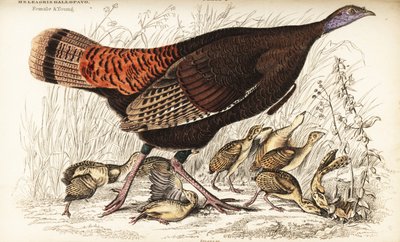 Wildtruthahn, Weibchen und Jungtiere, Meleagris gallopavo von William Home Lizars