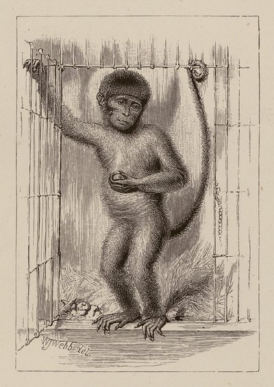 Der Neger-Affe von William James Webbe
