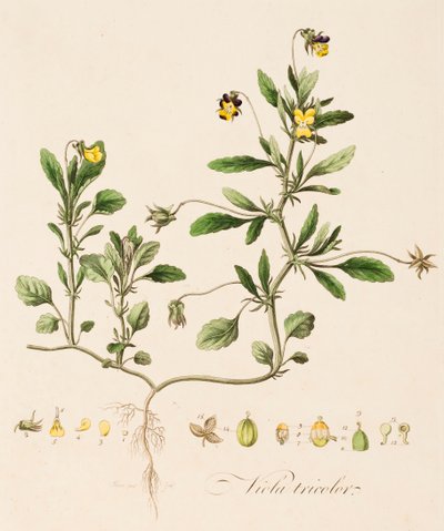Stiefmütterchen von William Kilburn