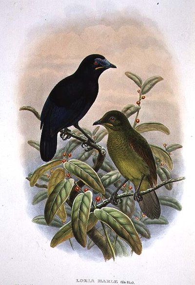 Loria Loriae, Lorias Paradiesvogel von William Matthew Hart
