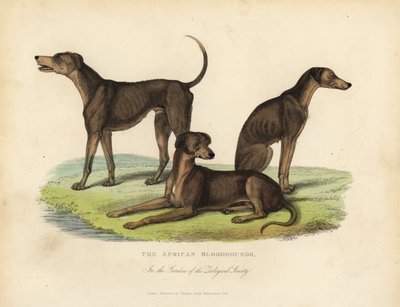 Afrikanische Bluthunde in den Gärten der Zoologischen Gesellschaft von William Smellie