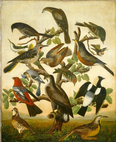 Vögel, um 1840 von William Stephen Coleman