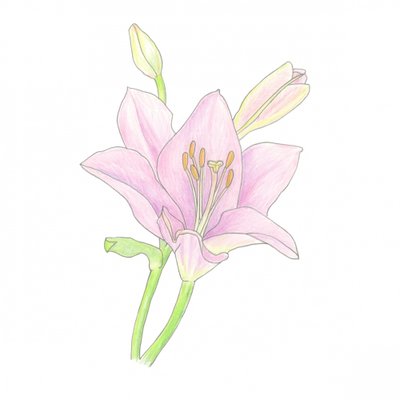 Rosa Lilienblüte von Yvonne Gustafsson