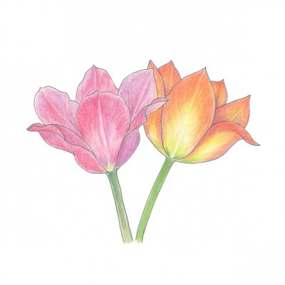 Rosa und Orange Tulpen von Yvonne Gustafsson