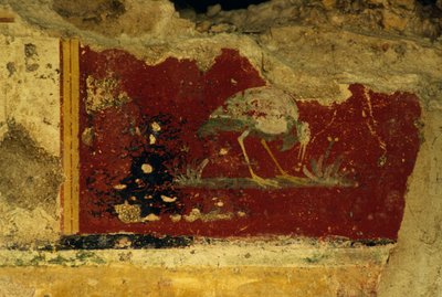 Vogel, Fresko-Fragment, Salus-Augusta-Tempel-Kryptoportikus, antike römische Stadt Urbs Salvia, Urbisaglia, Marken, Italien (Foto) von William Walcutt