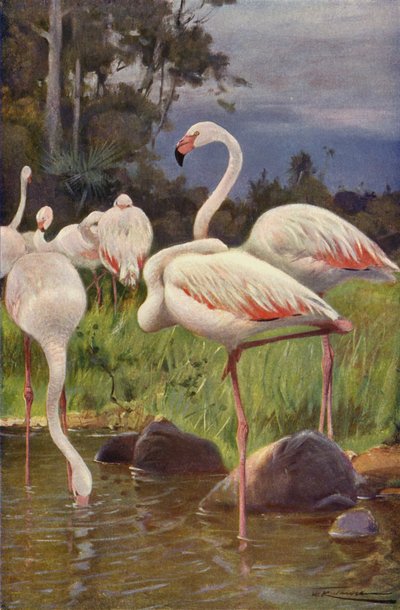 Flamingo von after Wilhelm Kuhnert