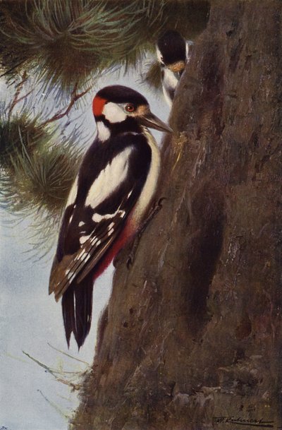Buntspecht von after Wilhelm Kuhnert