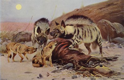 Gestreifte Hyäne und Schakal von after Wilhelm Kuhnert